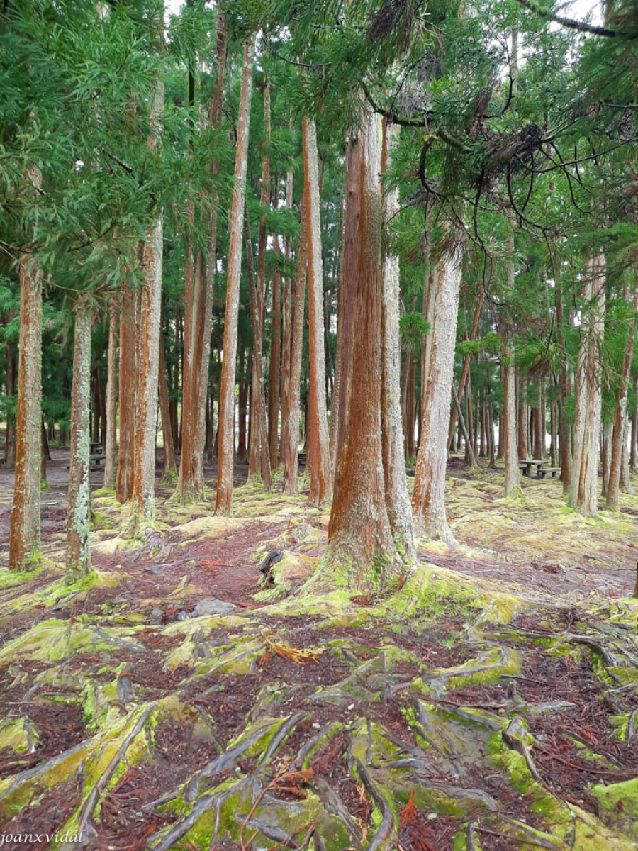 bosque de la lagoa das furnas