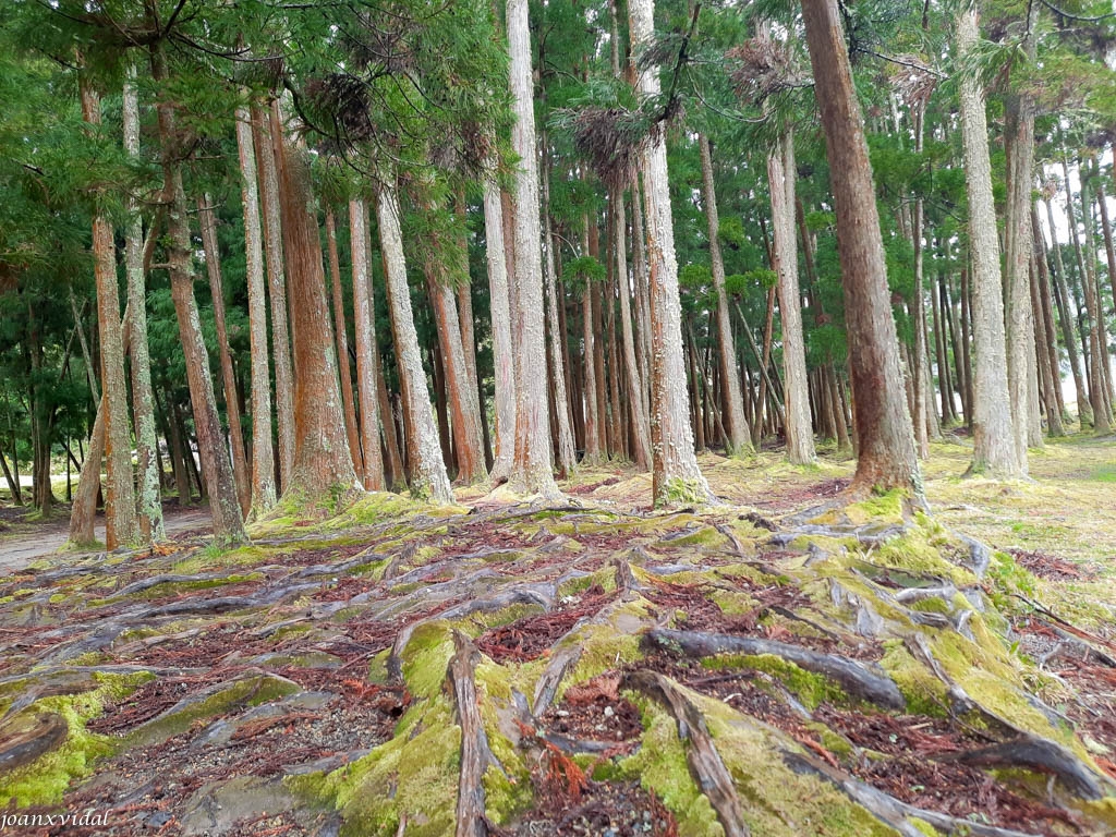 bosque de la lagoa das furnas