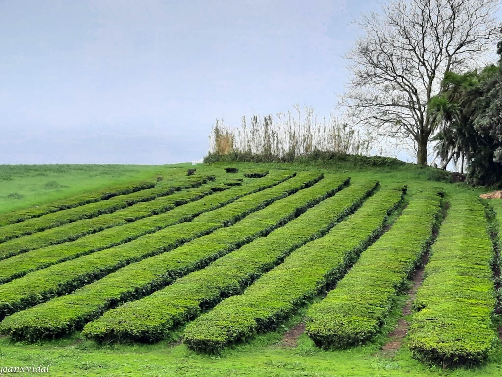 PLANTACIONS DE T GORREANA