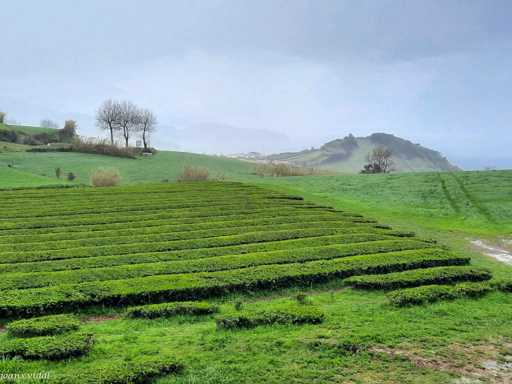 PLANTACIONS DE T GORREANA