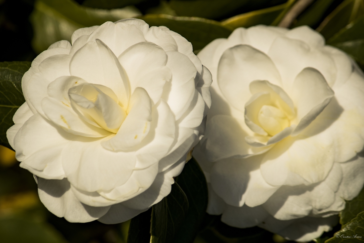 Camelias