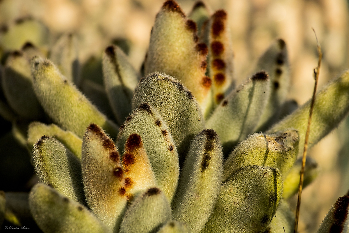 Kalanchoe tometonsa