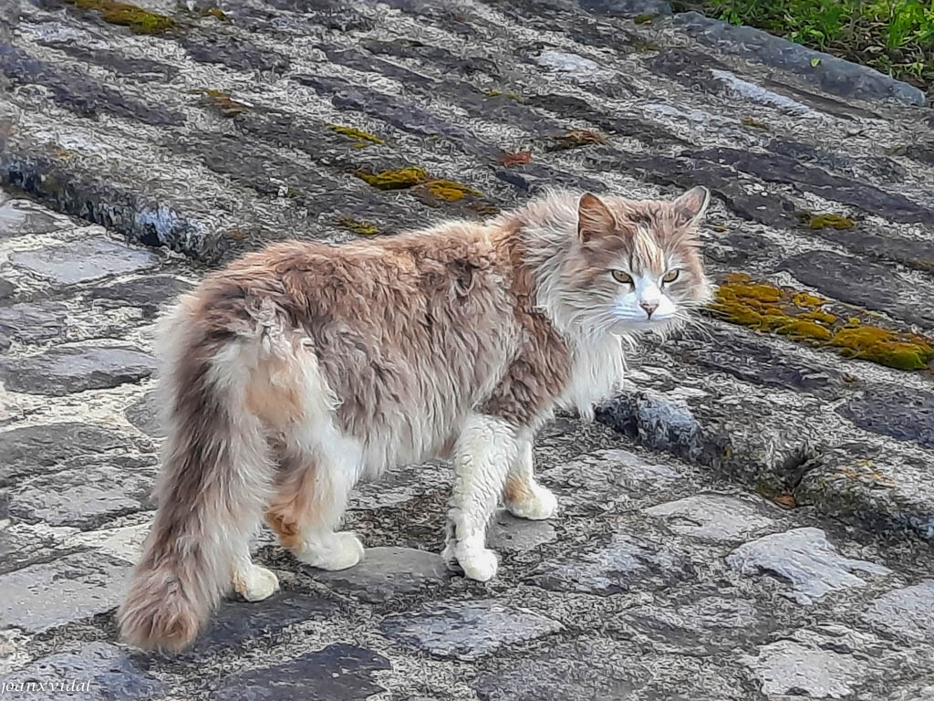 MIRADA DO GATO