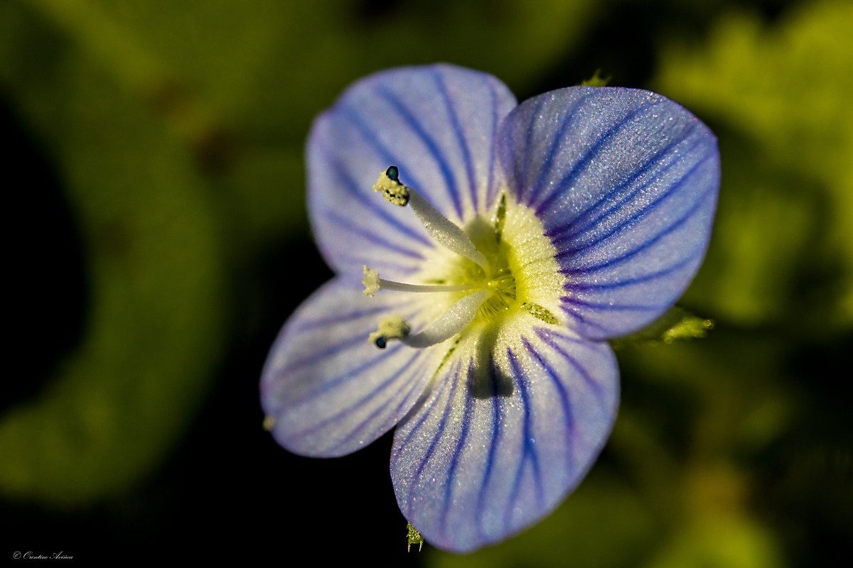 Veronica persica