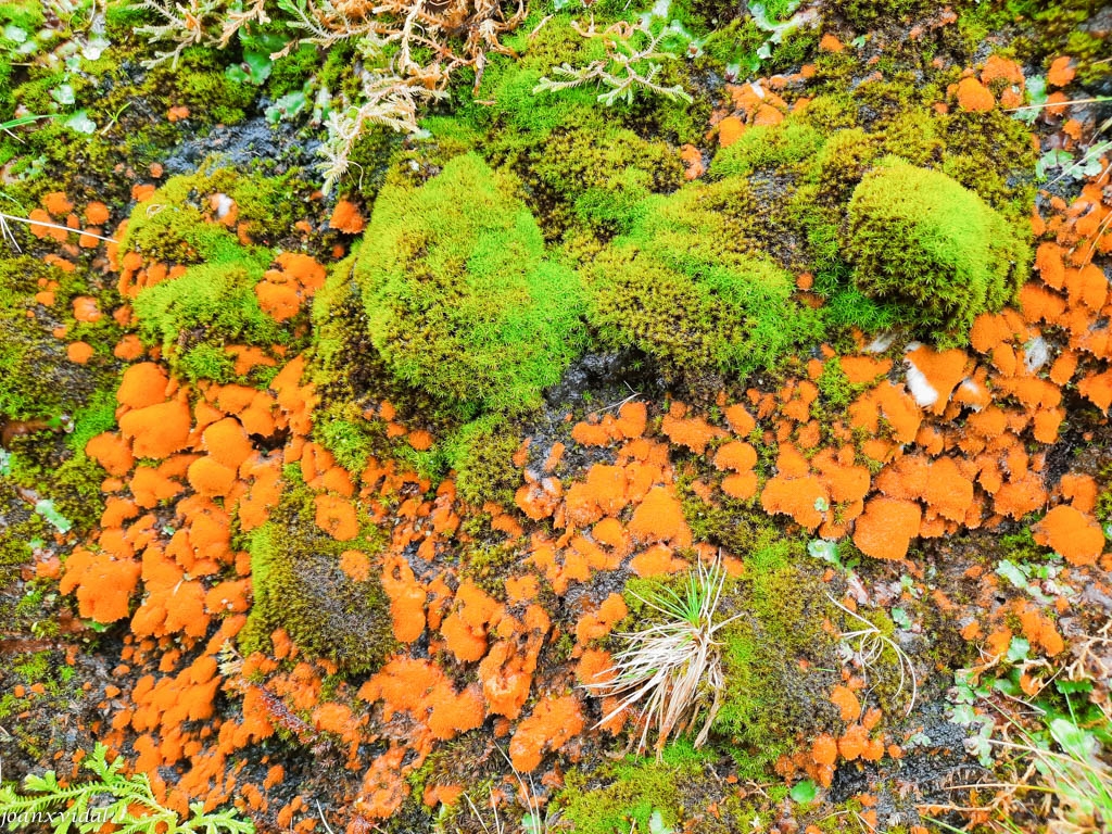 FLORA ENDMICA