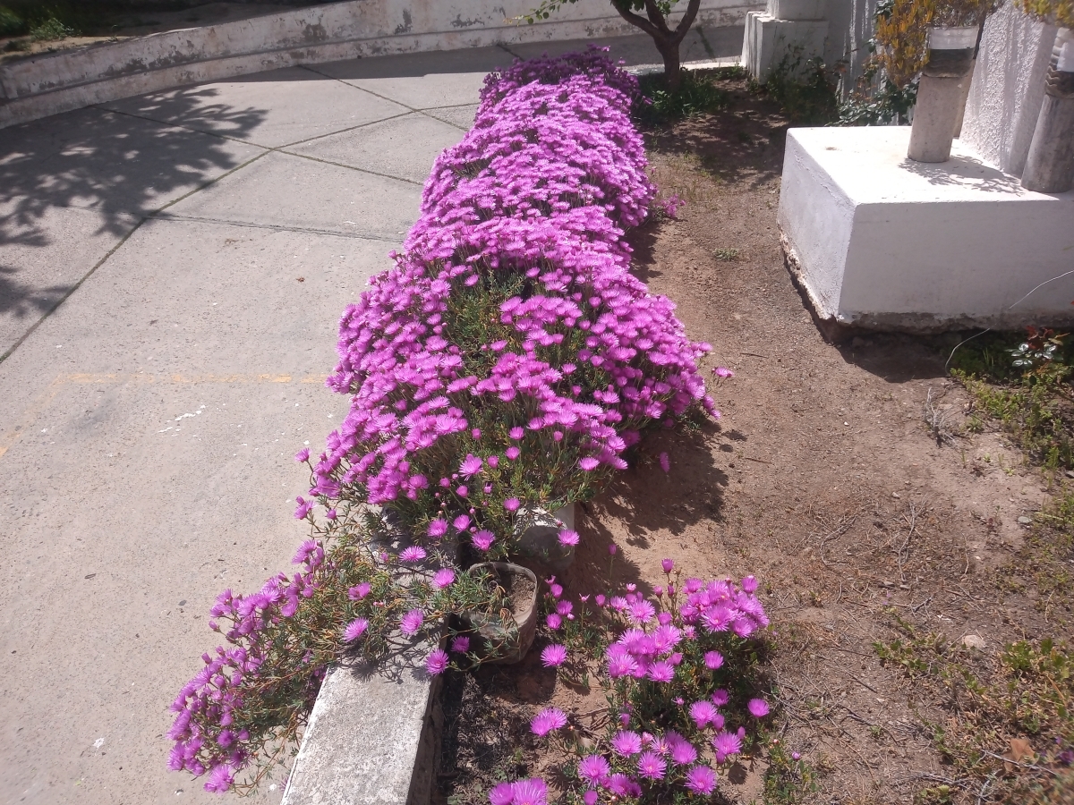 Mi jardn en el trabajo 1