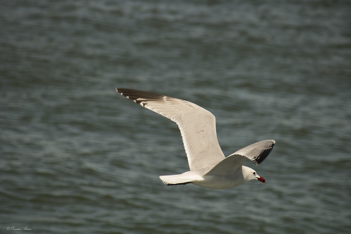 Vuelo bajo