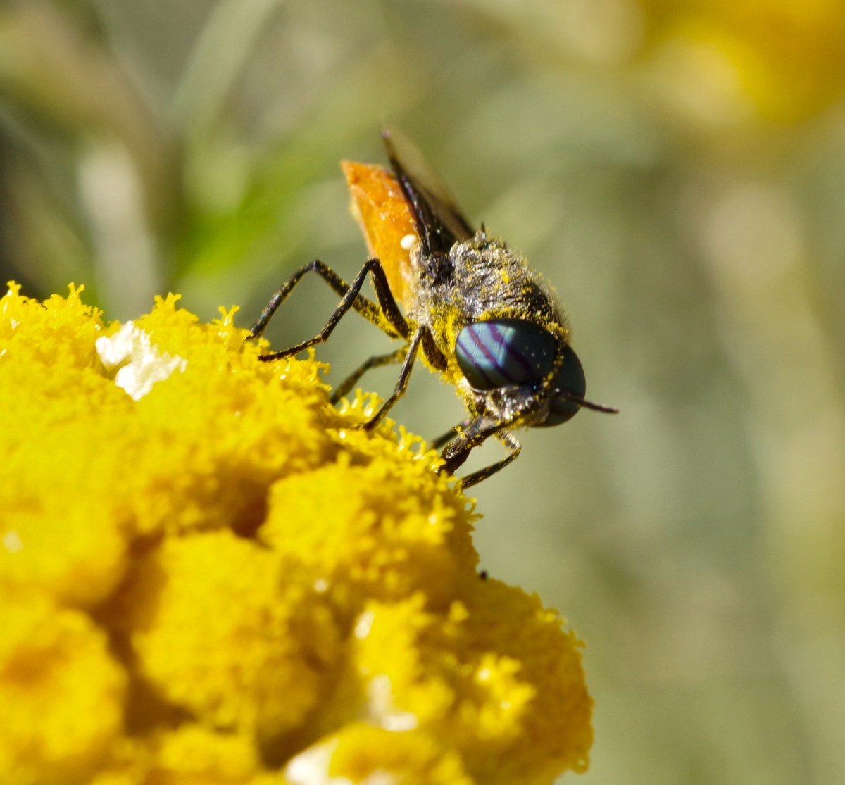 Flora y fauna I