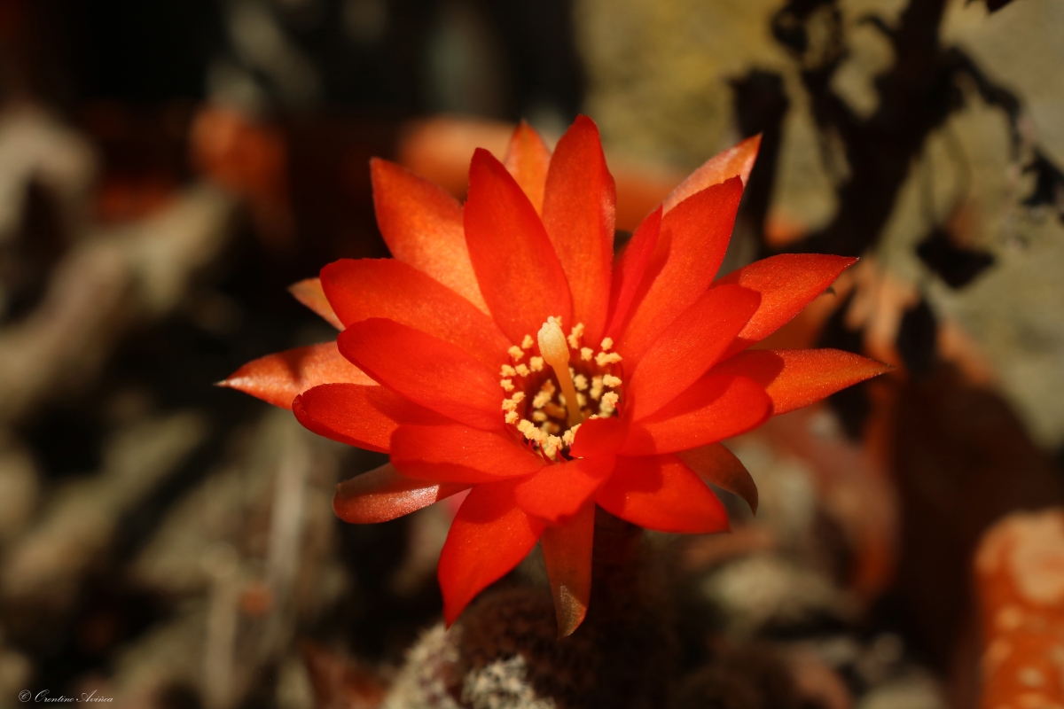 Echinopsis chamaecereus