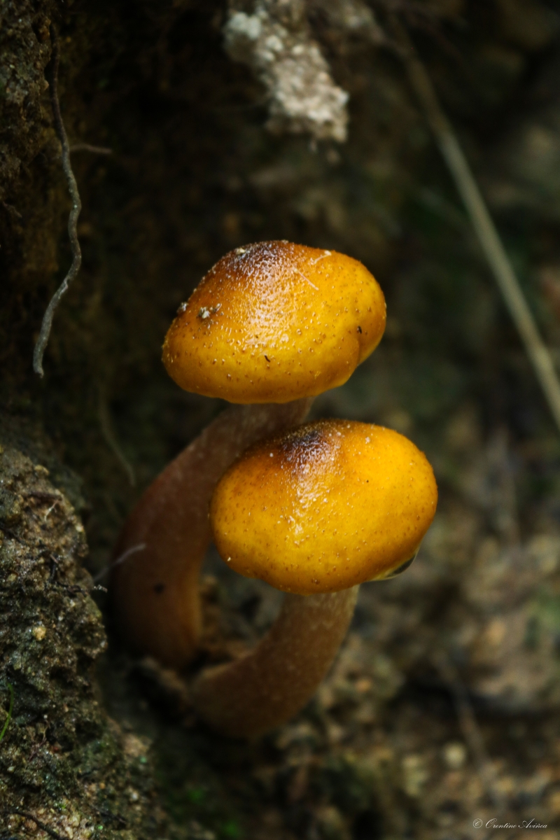 Armillaria mellea