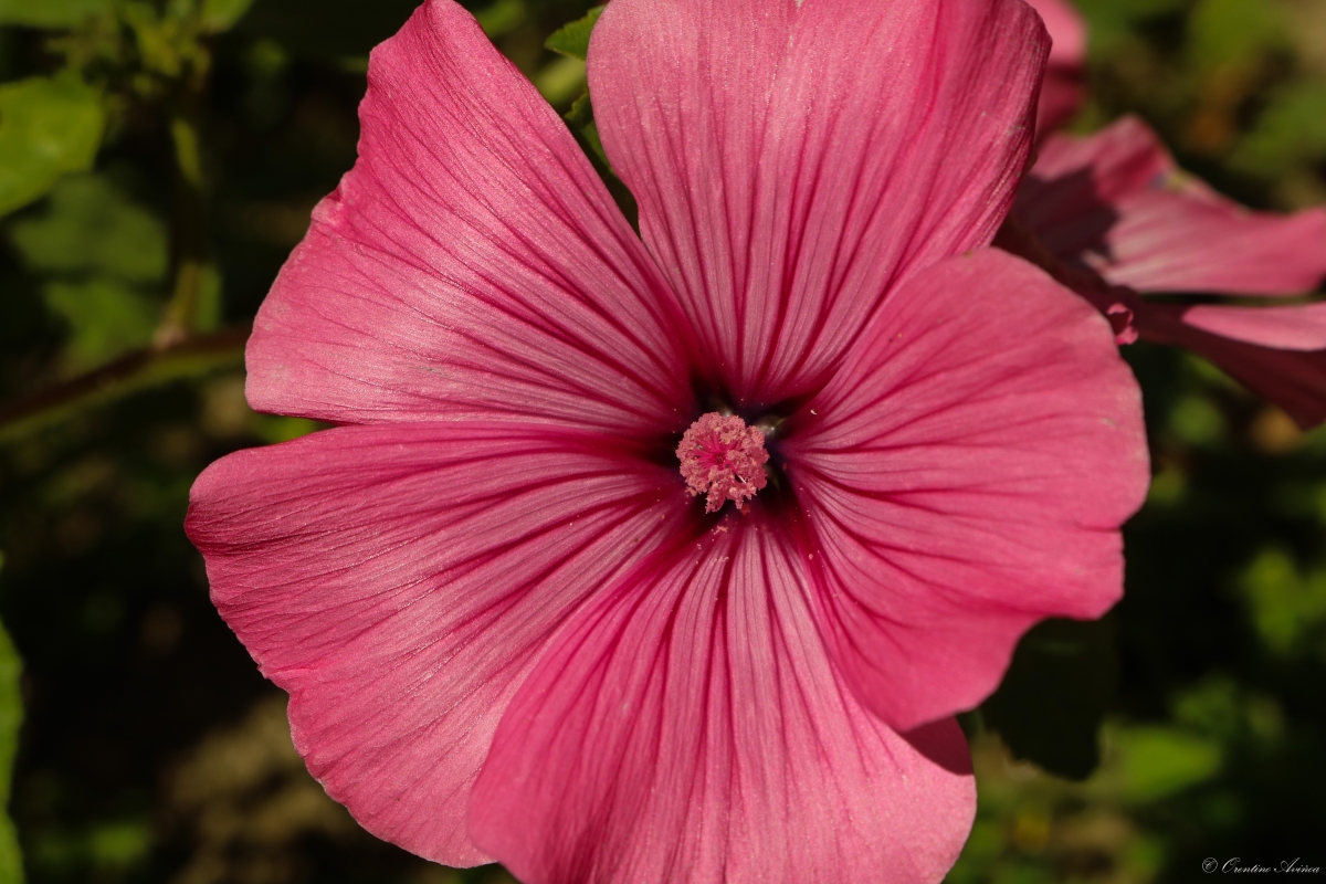 Lavatera trimestris