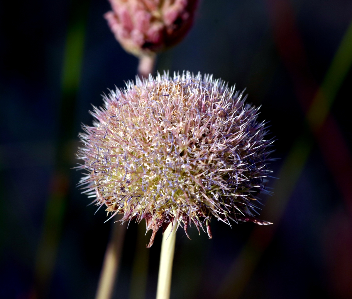 Globularia