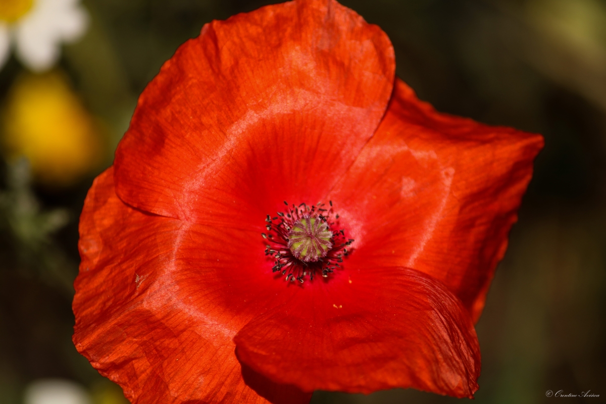 Primavera roja