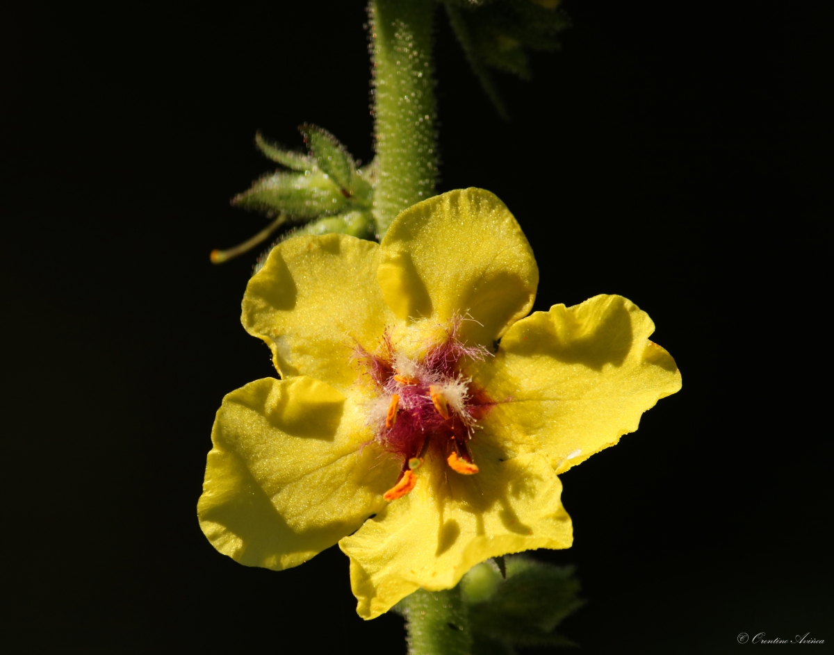 Verbascum chaixii