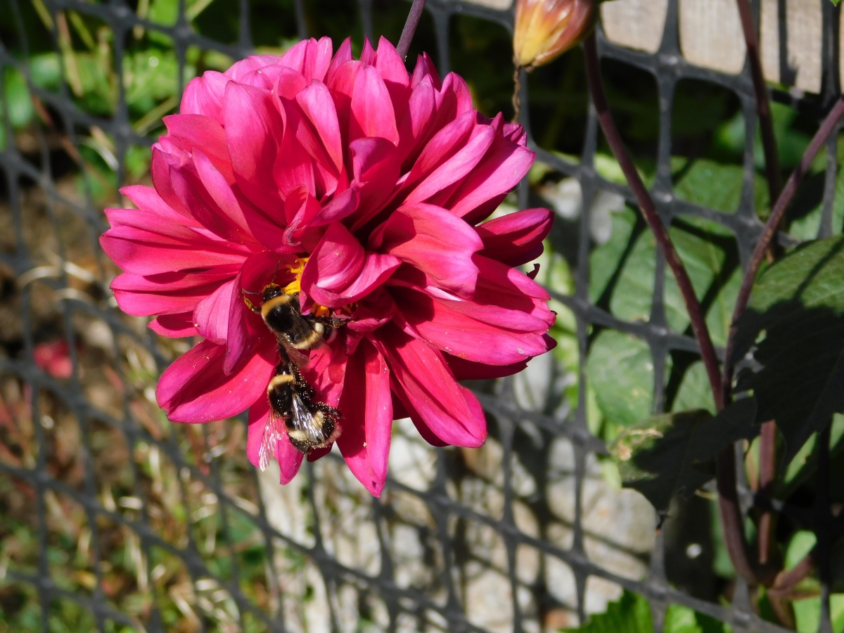 Flores del jardn 