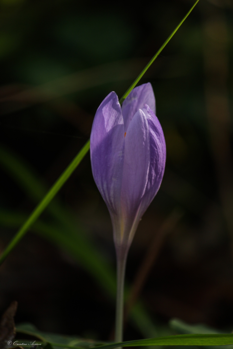 Crocus banaticus