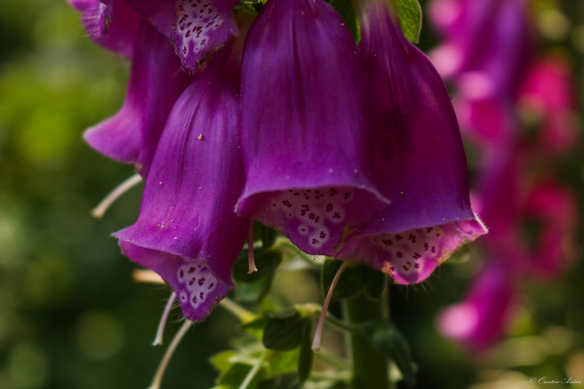 Digitalis purpurea