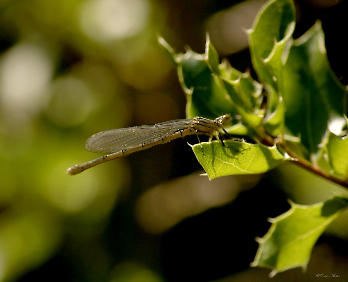 Zygoptera