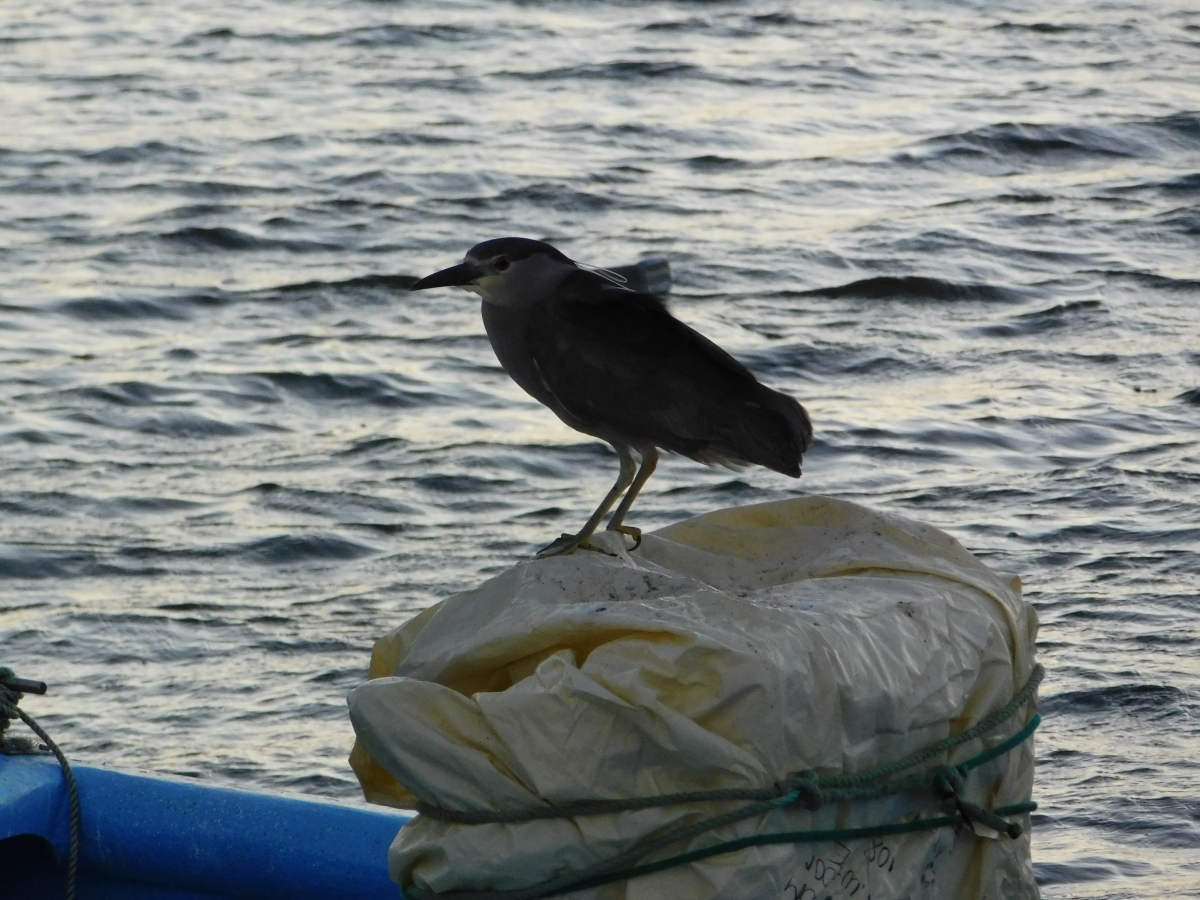 Costanera de Puerto Saavedra 2