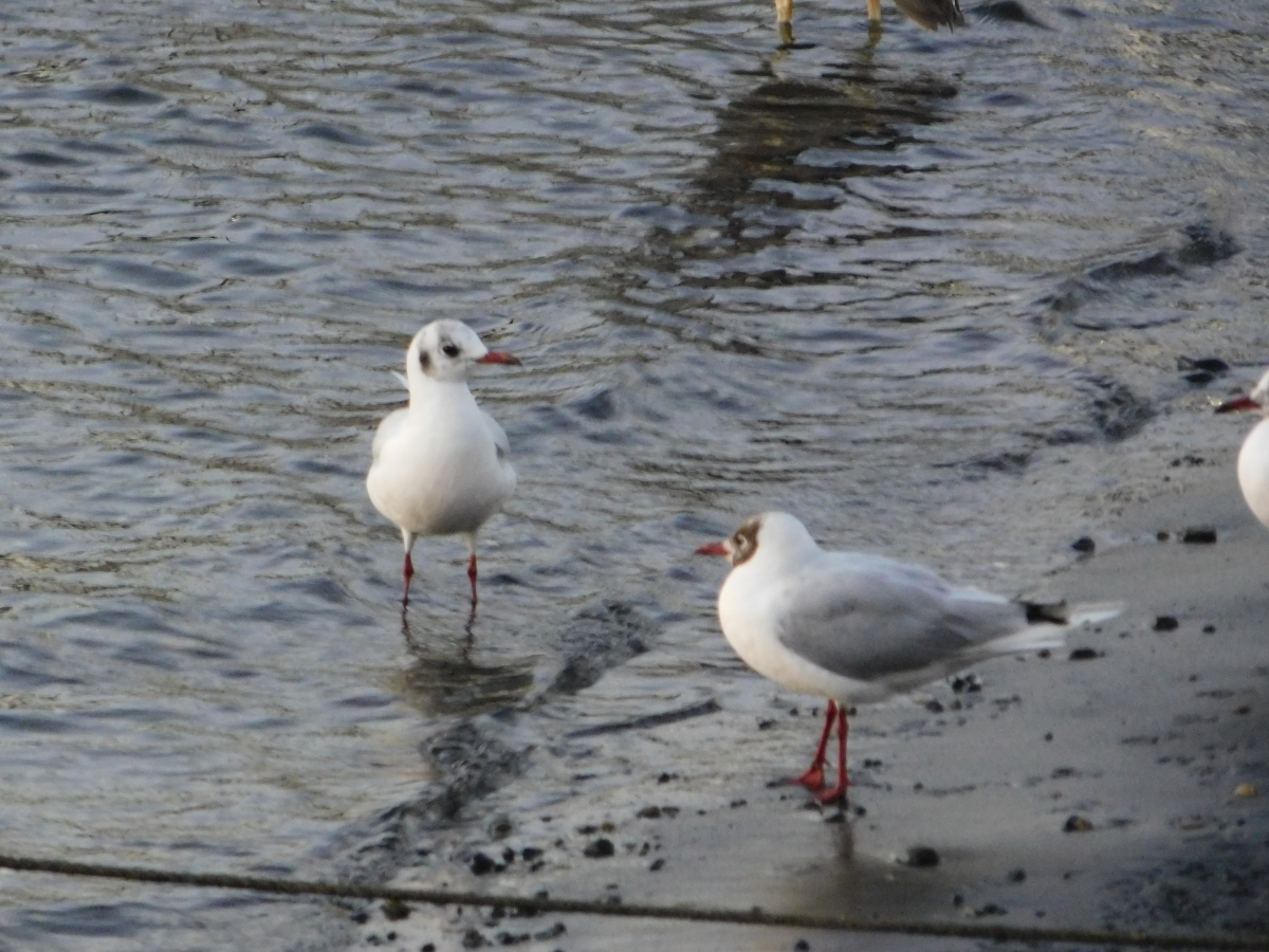 Costanera de Puerto Saavedra 