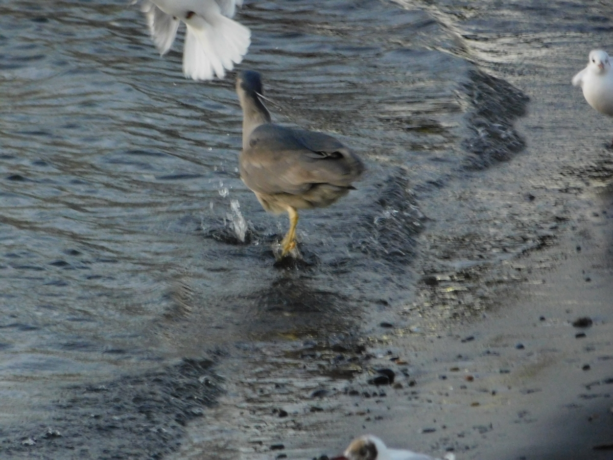 Costanera de Puerto Saavedra 