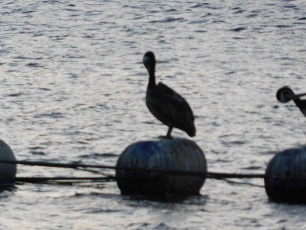 Costanera de Puerto Saavedra 2