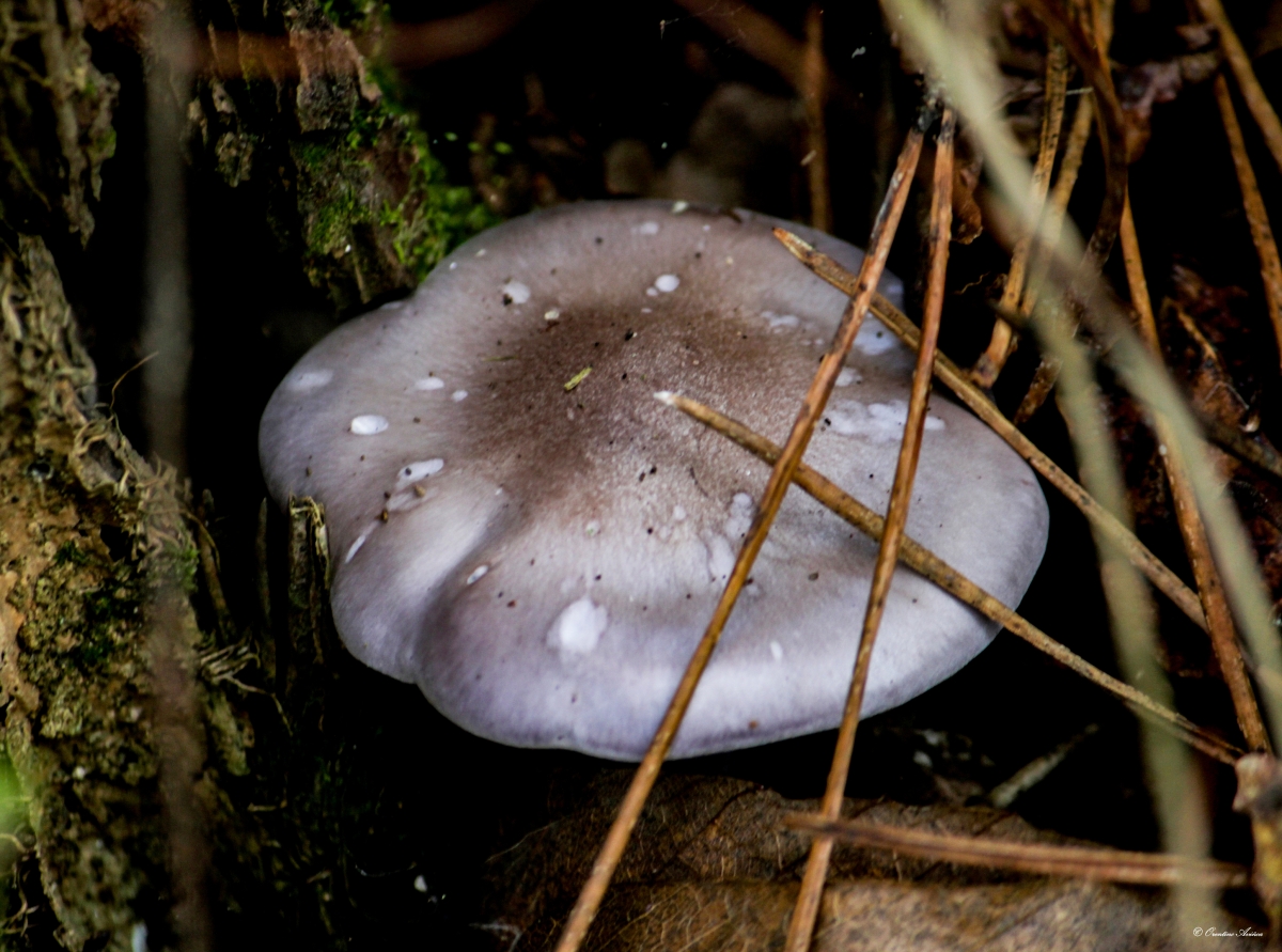 Clitocybe nebularis