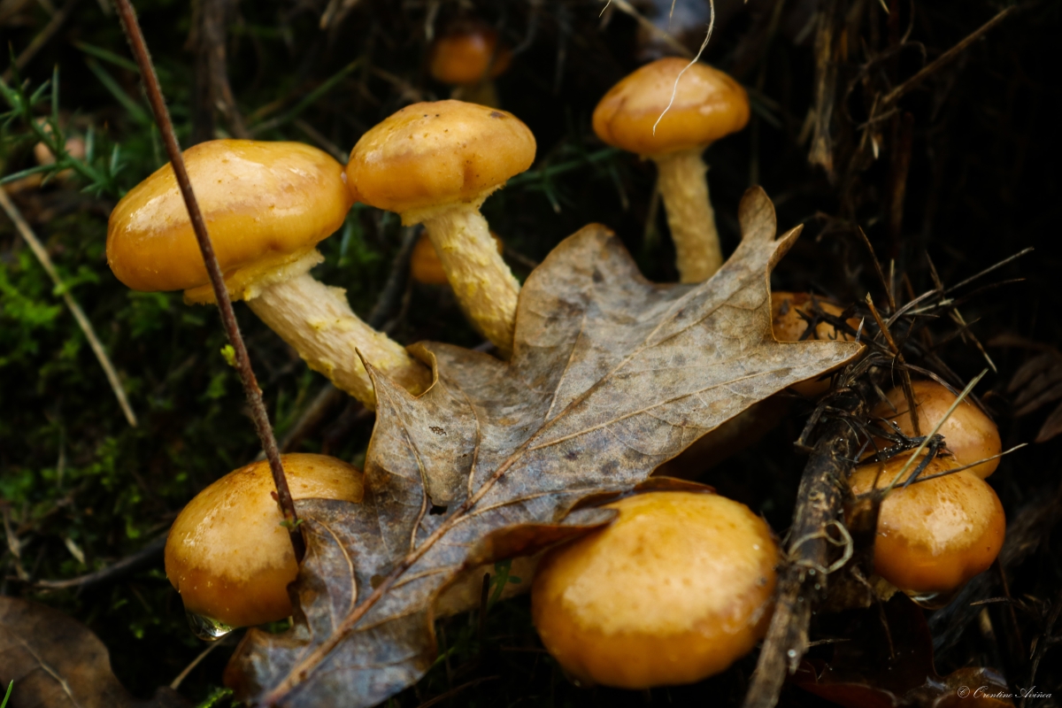 Cortinarius