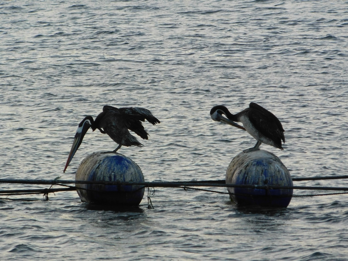 Costanera de Puerto Saavedra 