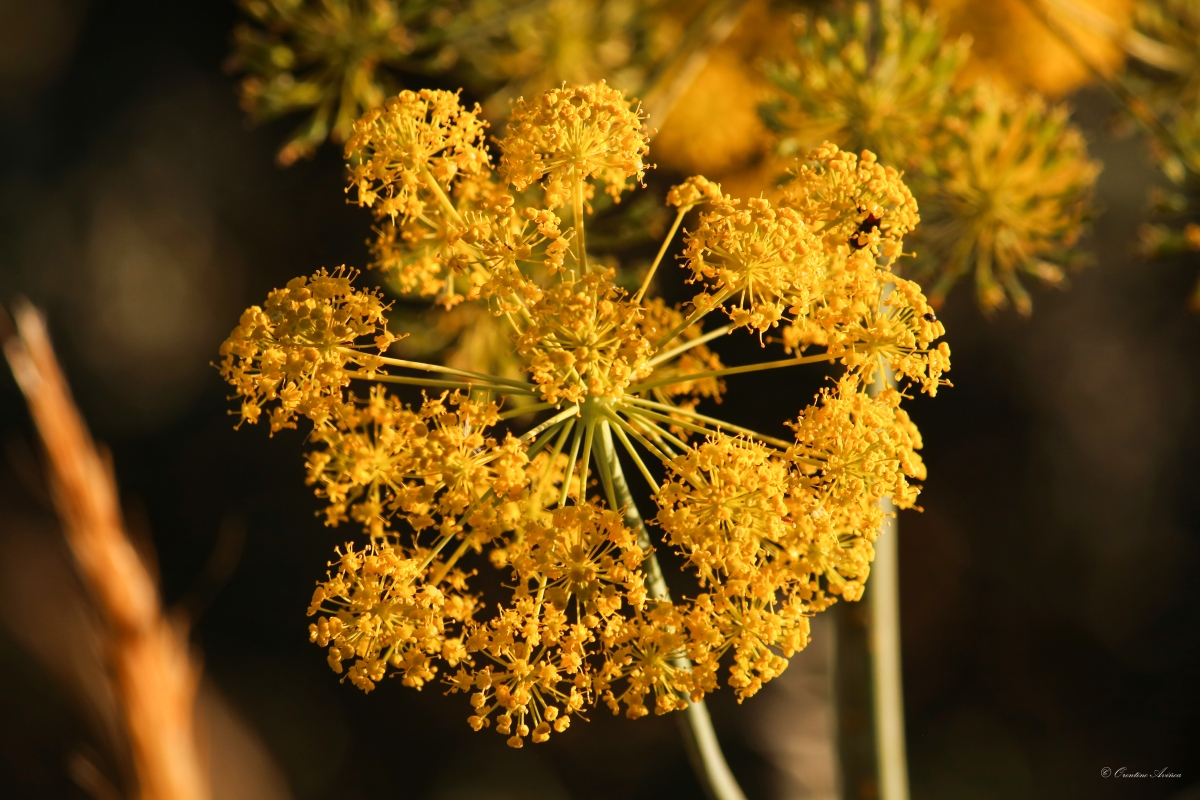 Angelica