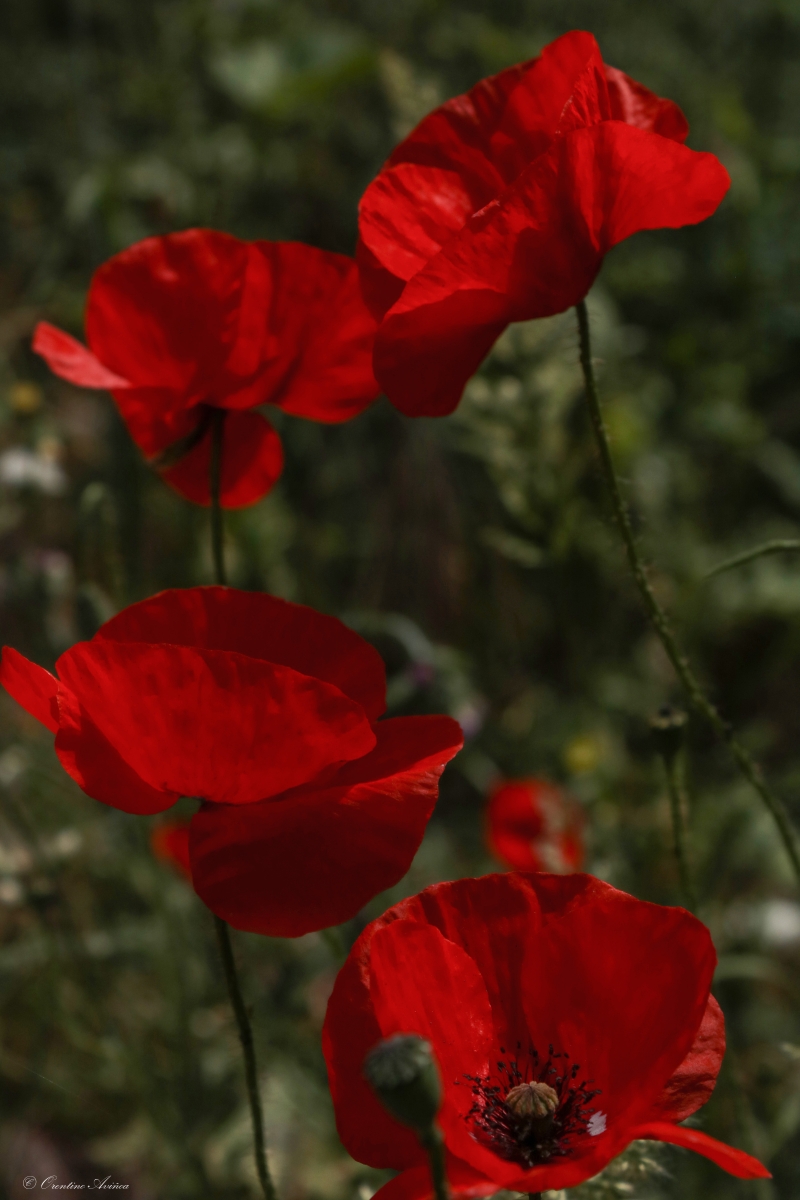 Red Quartet