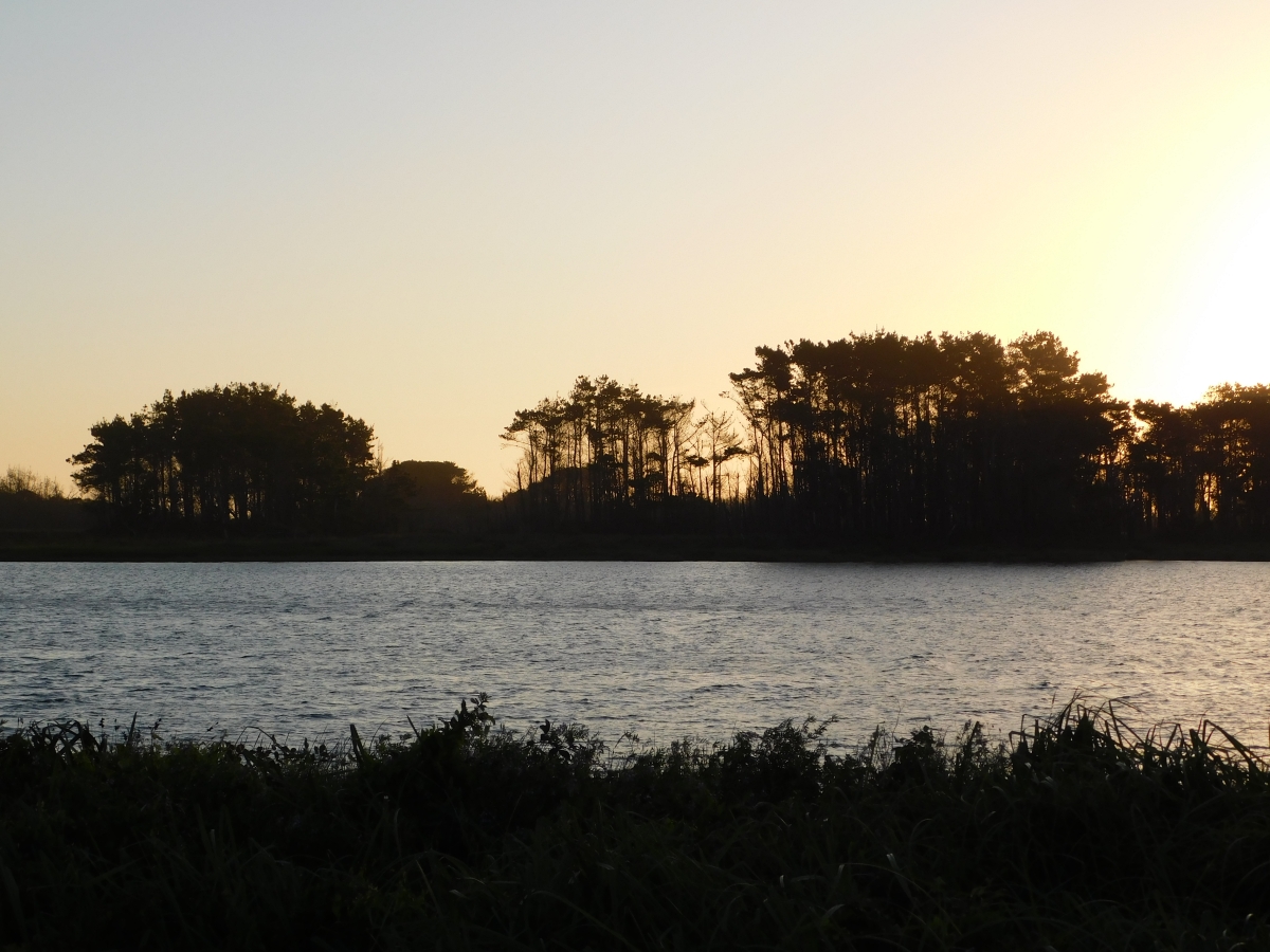 Costanera de Puerto Saavedra 1