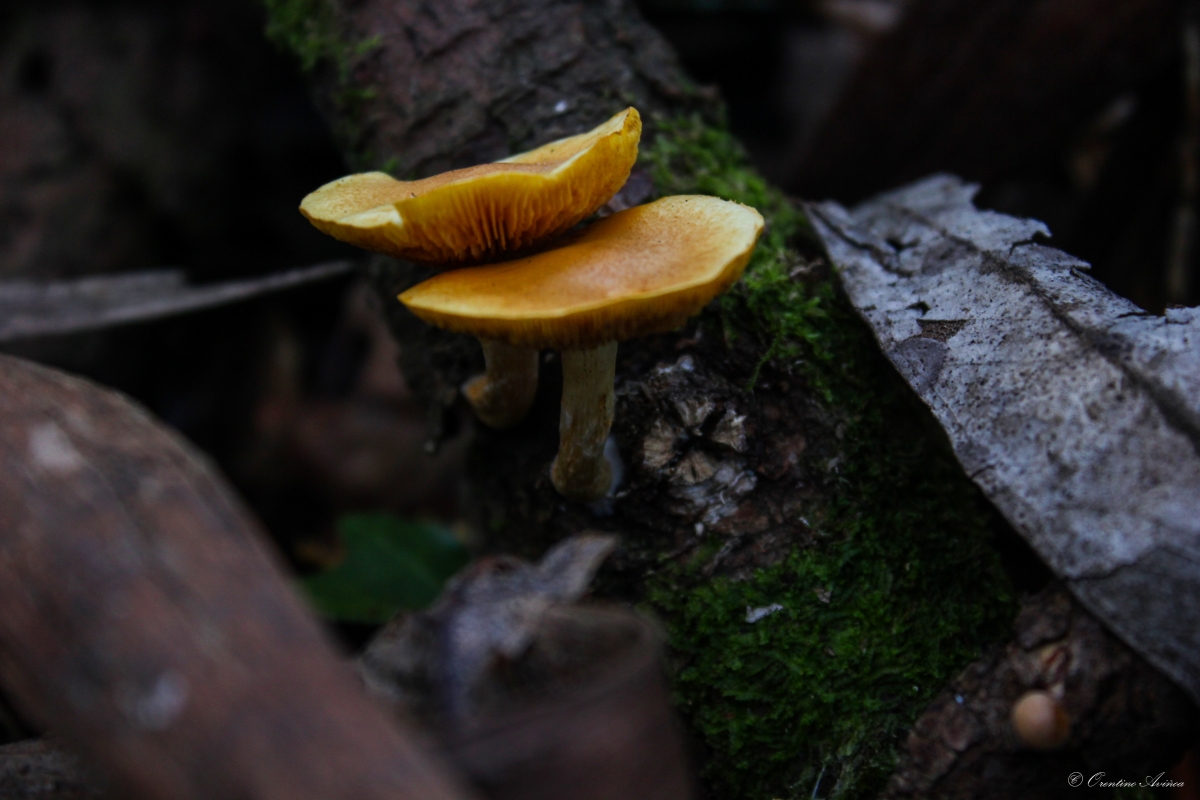 Gymnopilus spectabilis