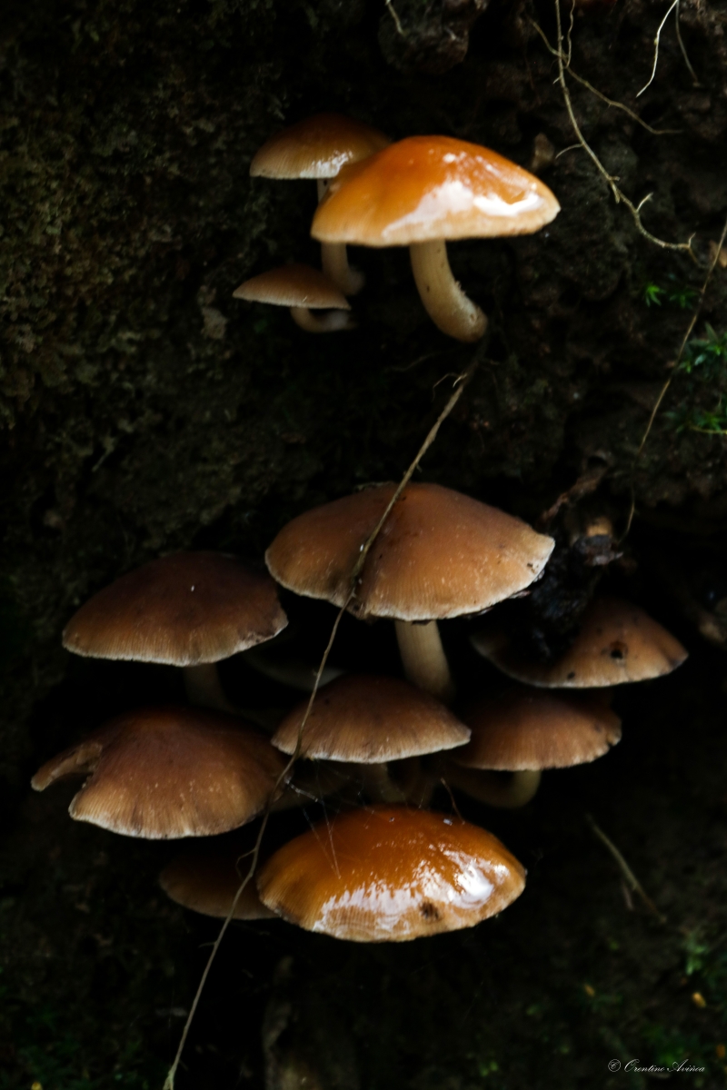 Psathyrella piluliformis