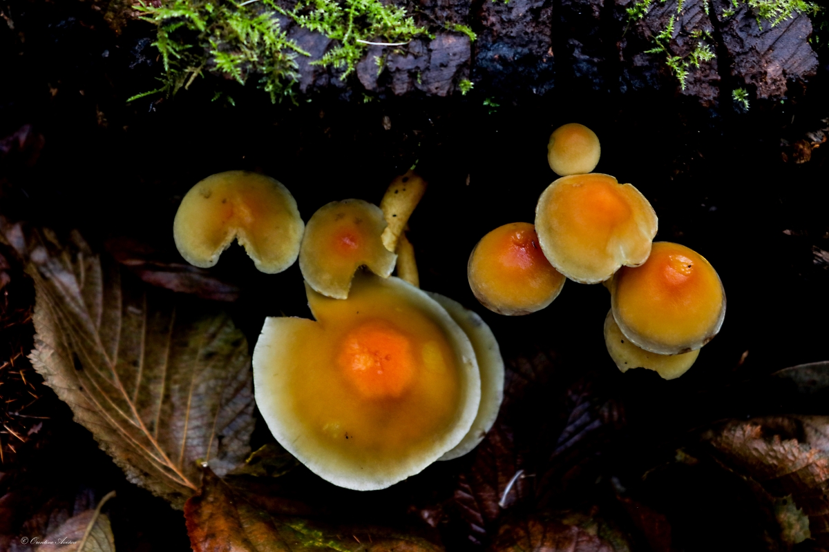 Stropharia coronilla