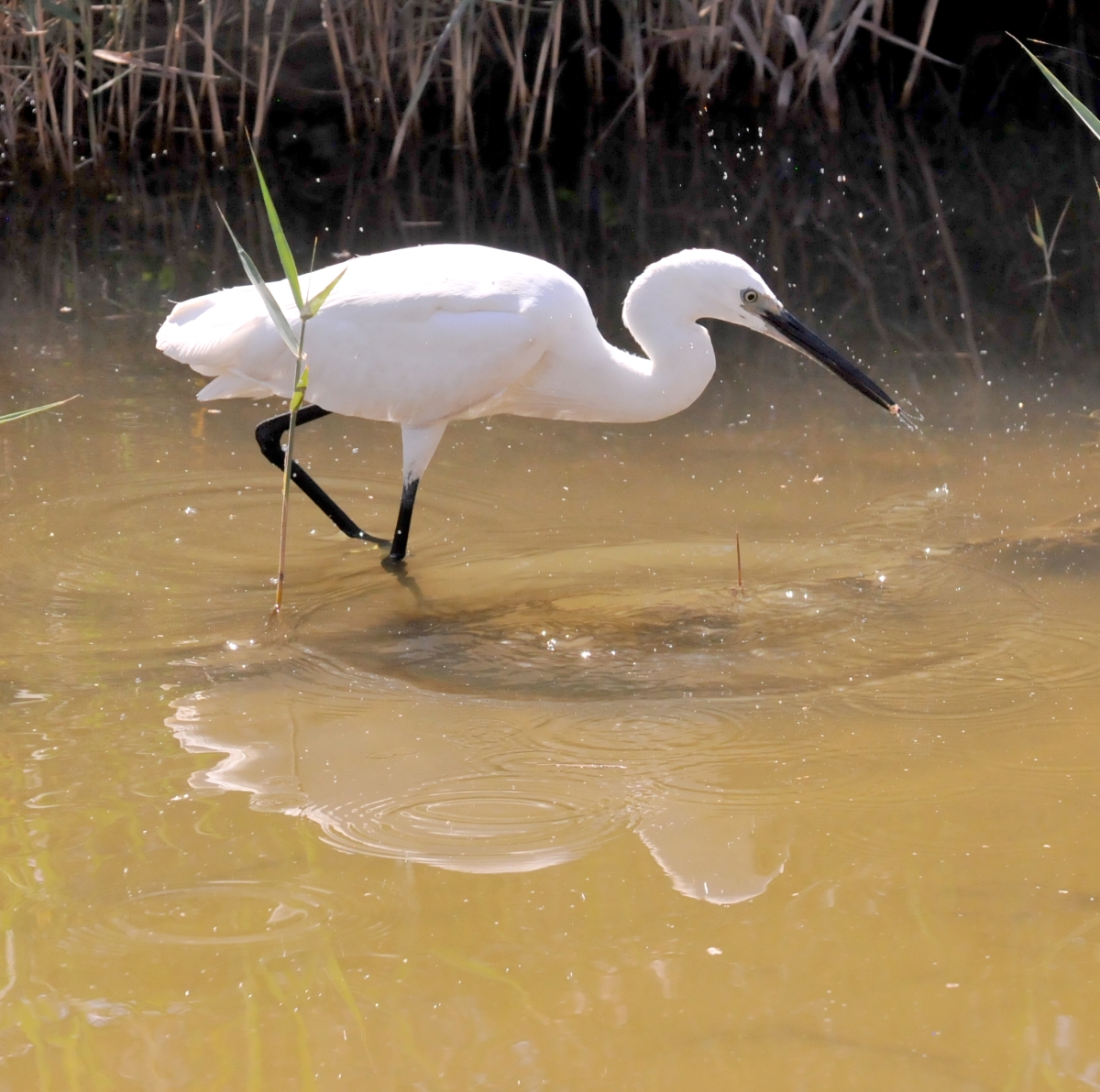 Garza blanca