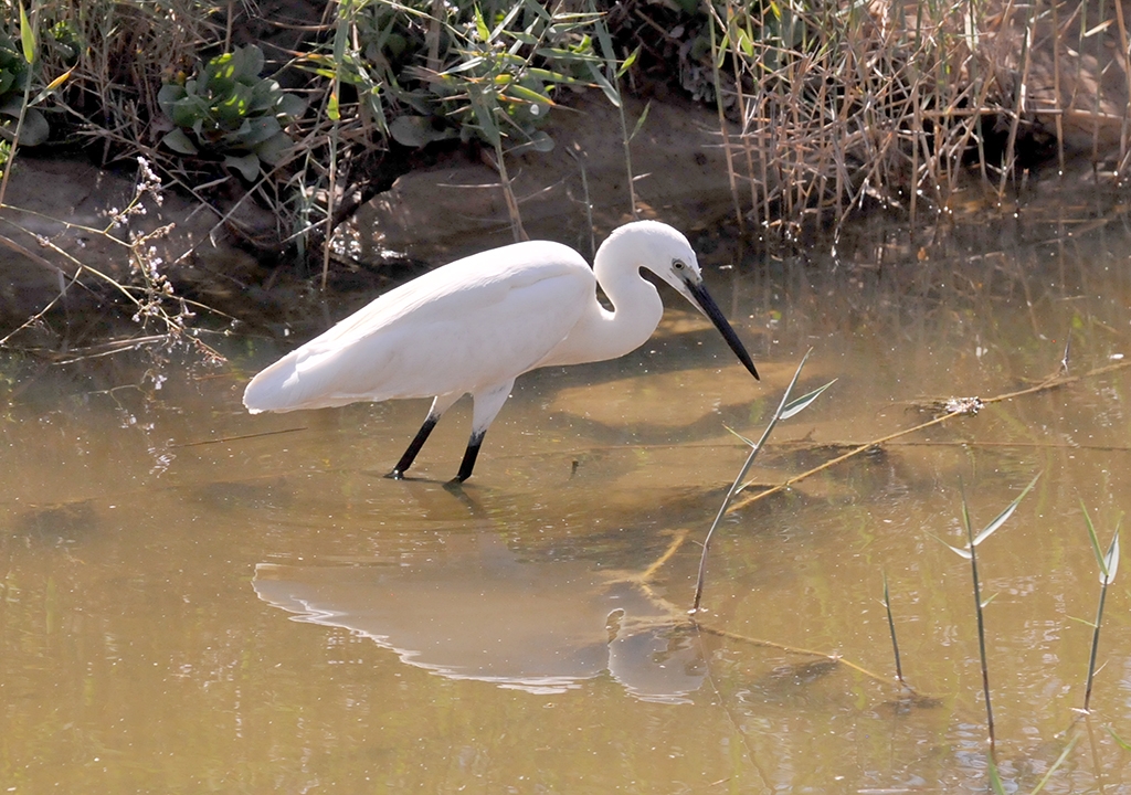 Garza blanca 1