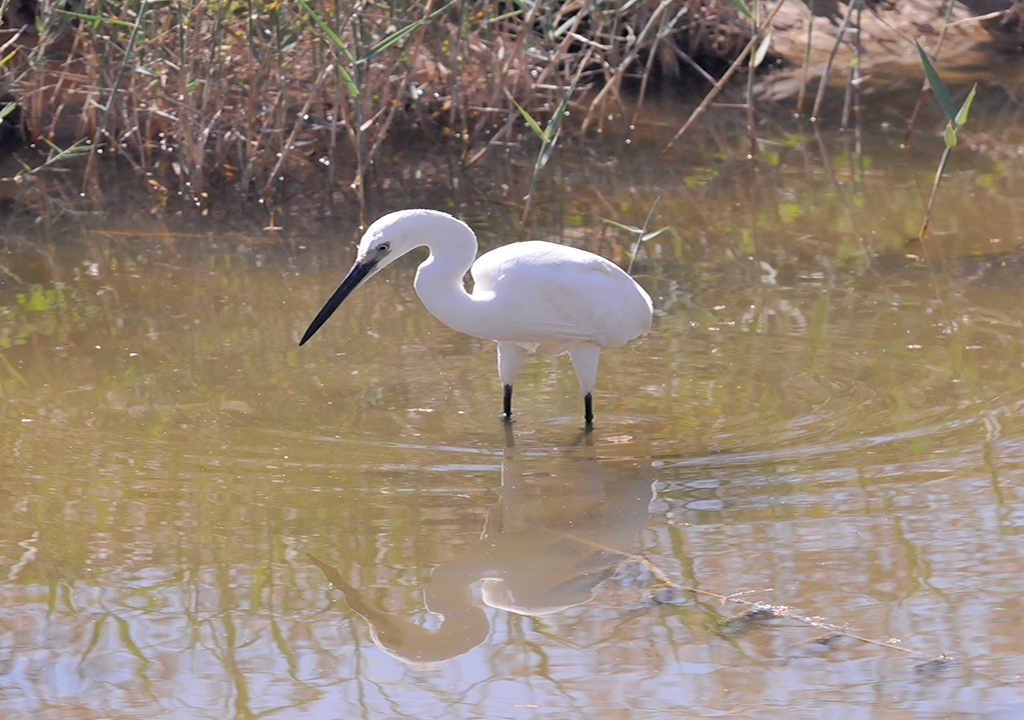 Garza blanca 2