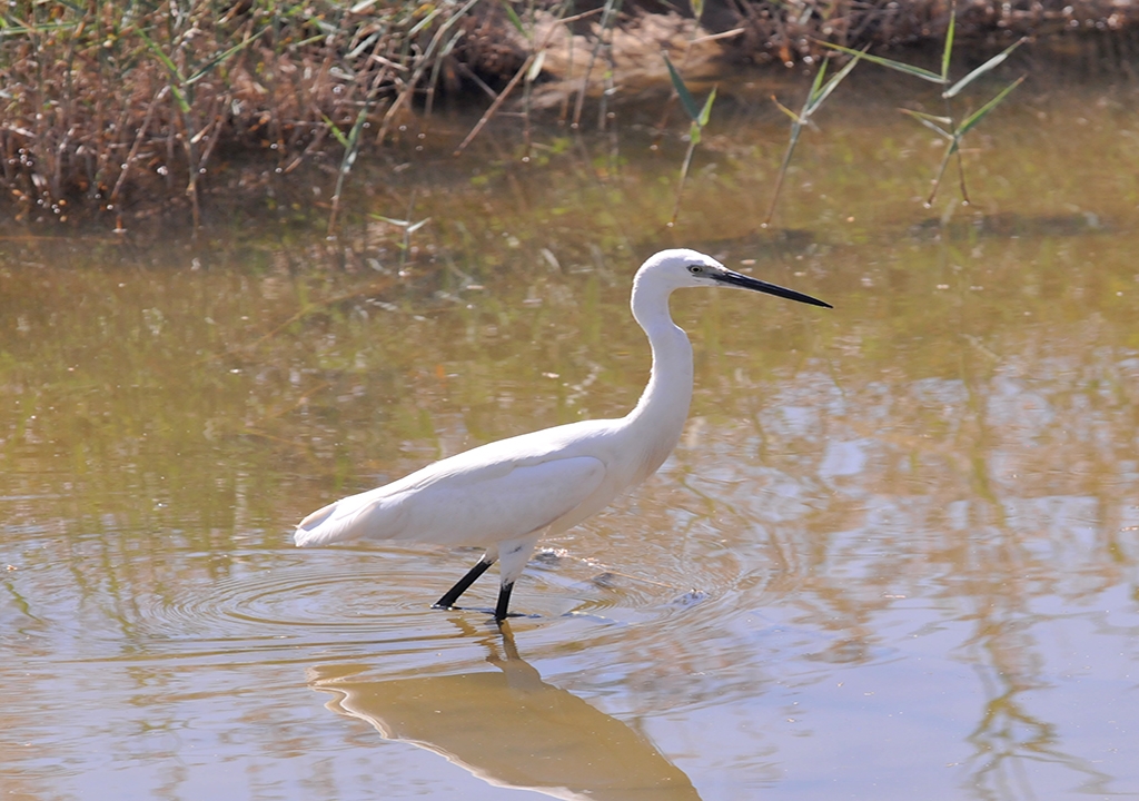 Garza blanca 3