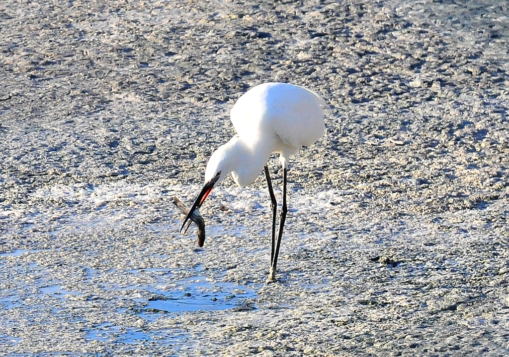 Garza blanca 4