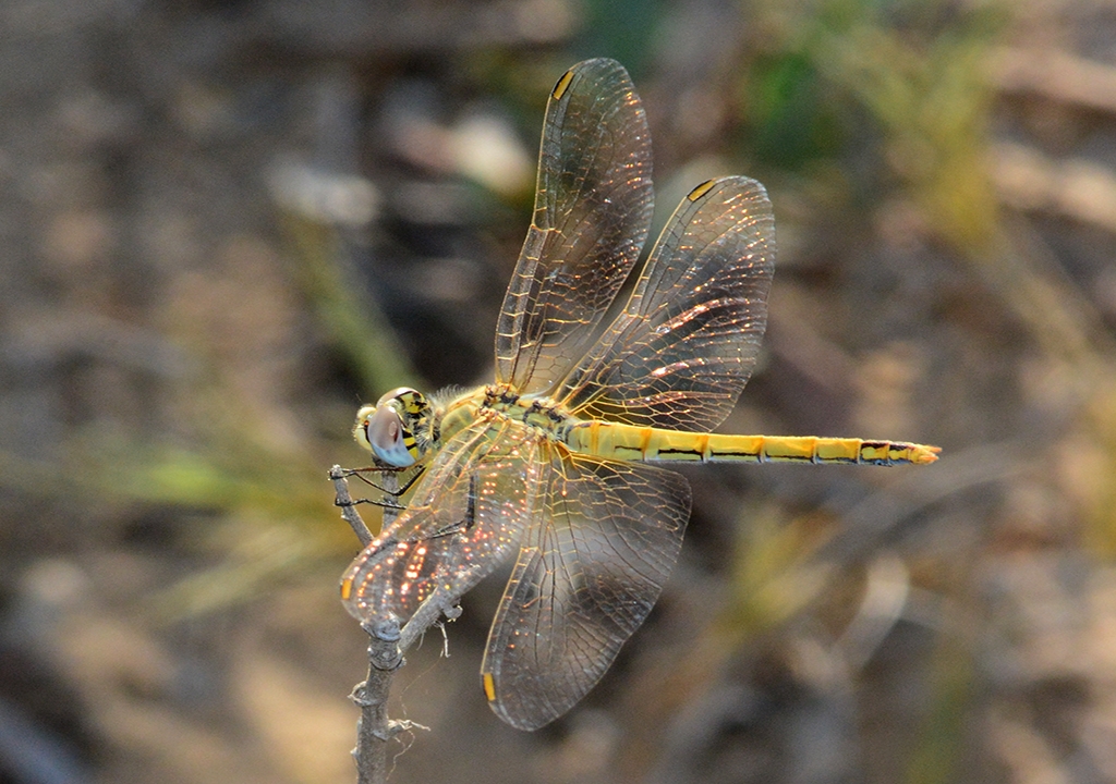 Liblula amarilla