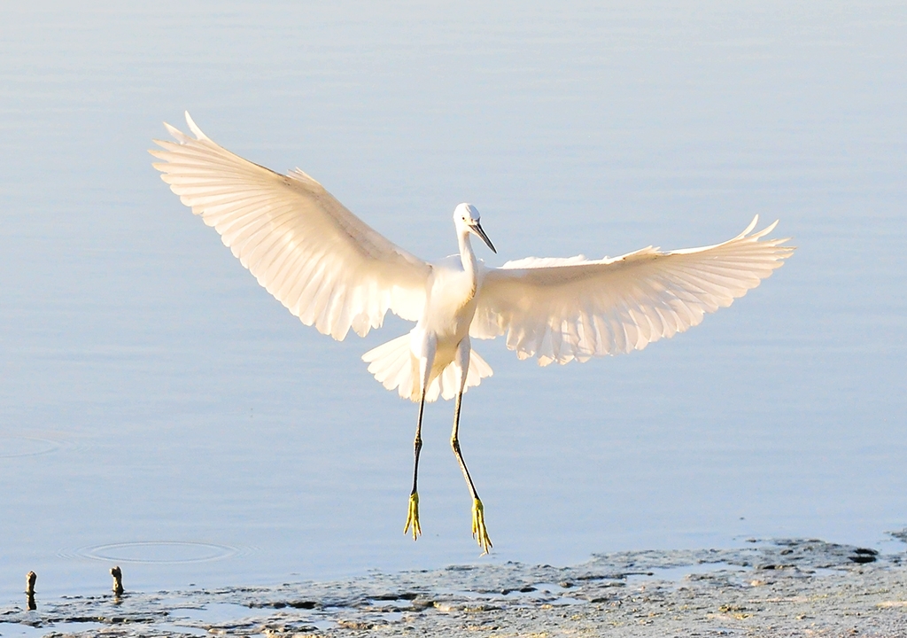 Garza blanca 5