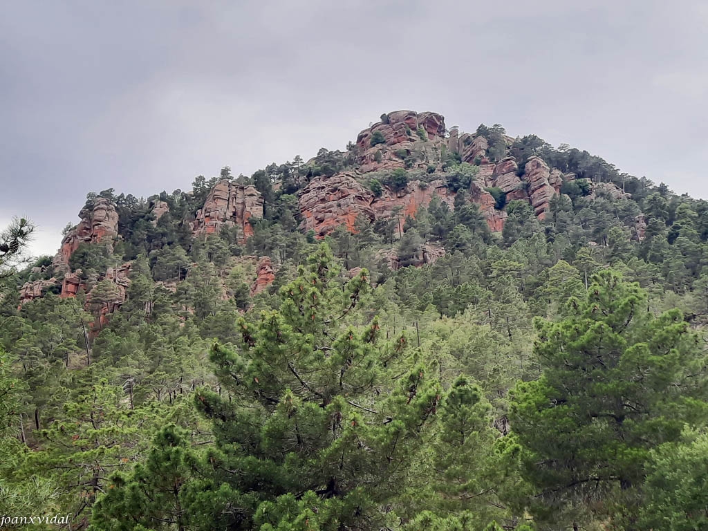 PINARES DE RODENO