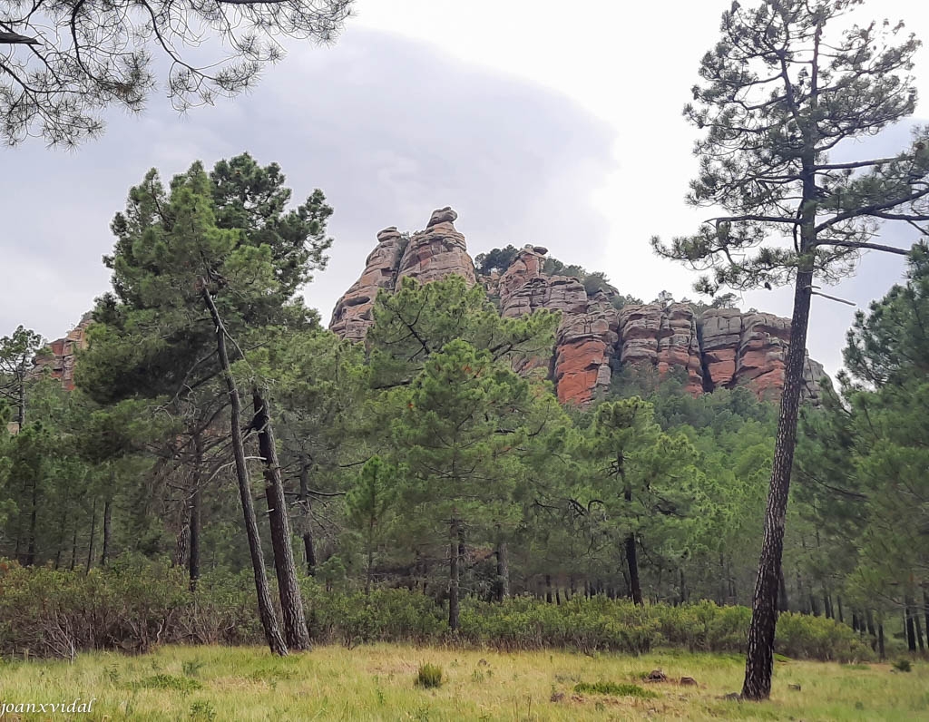 PINARES DE RODENO