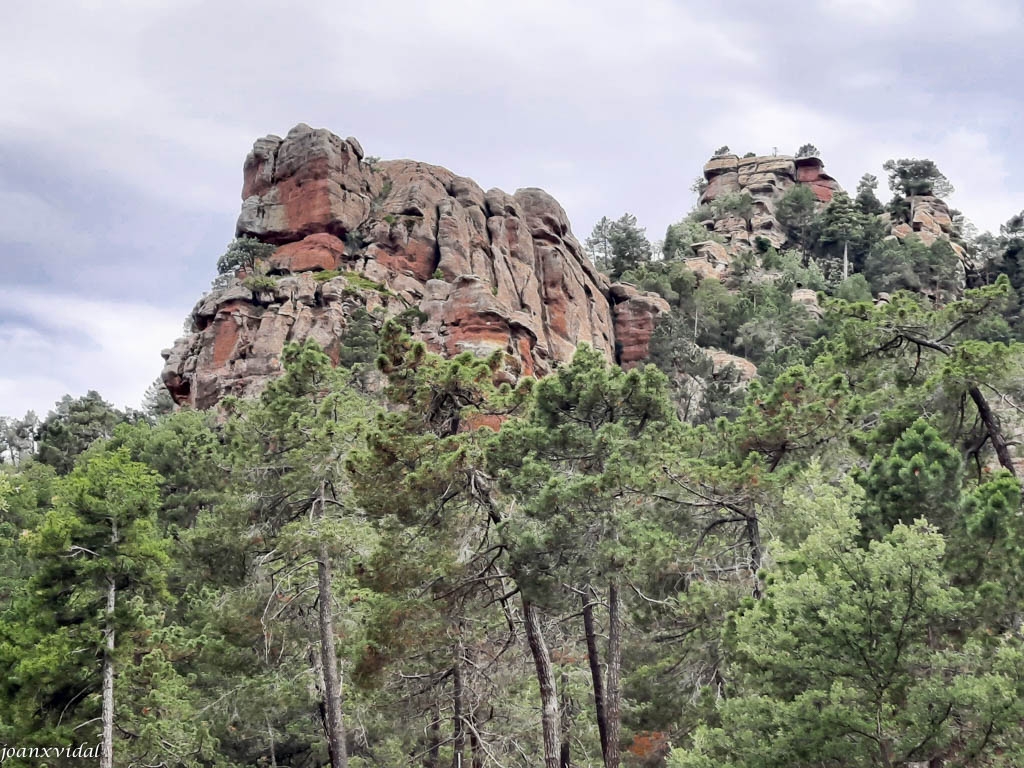 PINARES DE RODENO