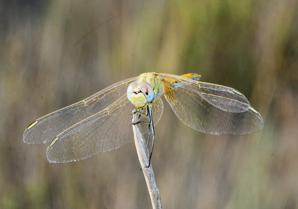 liblula amarilla 12