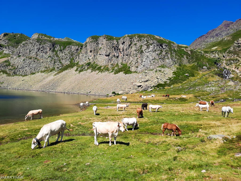 PASTURA AL LLAC DE ROUMASSOT