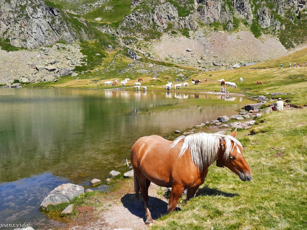 PASTURA AL LLAC ROUMASSOT