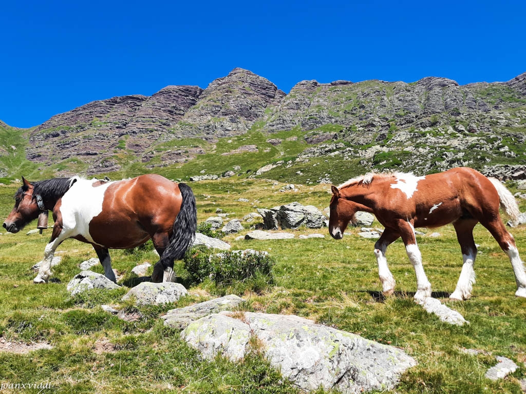 CAVALLS AL LLAC DE MIEY