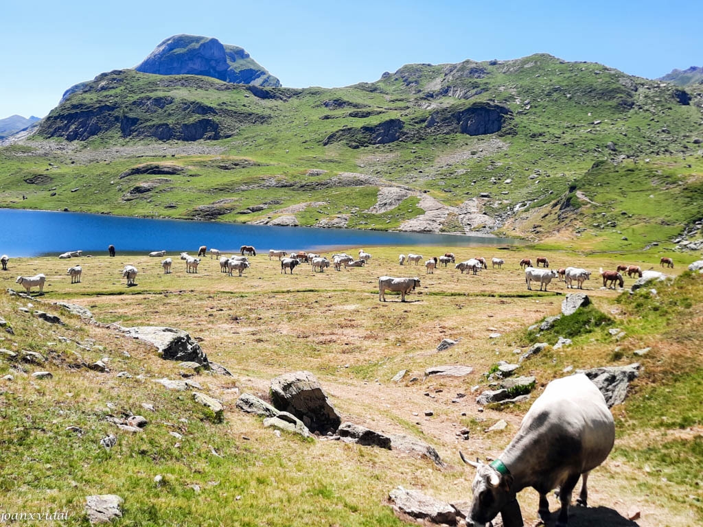 PASTURA AL LLAC GENTAU